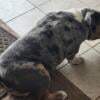 Stud Service English bulldog Tri Color Merle