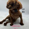 Lil Bit