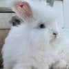 Blue Eyed White English Angora Baby Bunny Rabbits