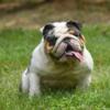 English bulldog male