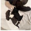 AKC Portuguese Water Dog Puppies!! 