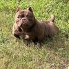 Nano female bully