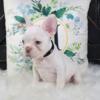 PLATINUM CREAM MALE FRENCH BULLDOG