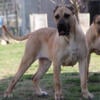 Presa Canario puppies coming this winter and shipping semen