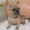 Jasper AKC French Bulldog