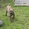 Female & her Son Cane Corso