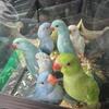Indian ringneck for sale 