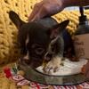 Frenchie Puppies