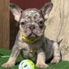 Pen French Bulldog male puppy for sale. $1,900