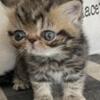 exotic shorthair kitten