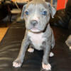 Blue nose pit bull for sale!