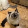 Doll Face Himalayan Kittens