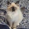 Beautiful TICA registered Ragdoll kittens (Shipping options available)