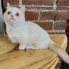 Mufasa - standard short leg minuet