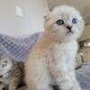 Scottish fold and straight kittens  Available!