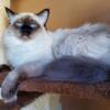 Adorable TICA Registered Chocolate Point Balinese Male - Negotiable Price