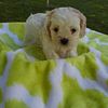 Maltepoo Cavapoo. teddy maltipoo Ohio  Pennsylvania state line