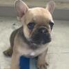 Frenchie pup male. Fawn color. Very well put together from amazing parents. AKC