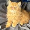 Orange Persian kitten 