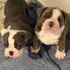 Old English Bulldog Puppies