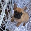 Frenchy Puppies