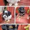 Havanshire Puppies For Sale