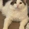 Domestic Long Hair beautiful Male — 1 years old