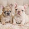 French bulldog Puppies