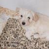 Chiapom-Yorkie/Bichon mix