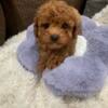 AKC Red TCup/Toy Poodles 2.5-5#