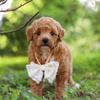 Nash Male Maltipoo