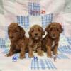 Toy poodles for sale