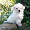 Adorable male Toy Poodle 