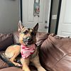 Rehoming 4 year old German shepherd