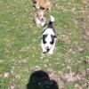 English Shepherd x Great Pyrenees pups