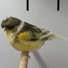Gloster Canary