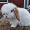 Purebred Holland Lop Babies