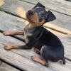Miniature pinscher male CKC