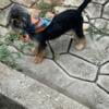 MALE YORKIE FOR SALE