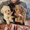 Toy poodle puppies for sale