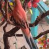 BEAUTIFUL BOURKE PARAKEETS