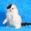 NEW Elite Scottish fold kitten from Europe with excellent pedigree, male. Bounty