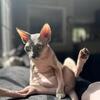 Sphynx Kittens