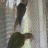 Green Cheek Conure