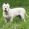 XXL AMERICAN BULLY PROVEN STUD