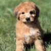 Apricot toy poodle looking for her forever home