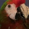 Hybrid Male Macaw looking for a home