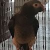 Timneh African Grey for sale