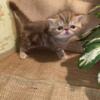 CFA Exotic Shorthair Female Kitten
