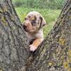 BULLY PUPPIES 